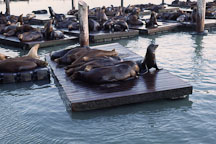 California sea lions at Pier 39's K dock. Zalophus californianus. San Francisco, California. - Photo #41