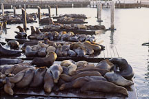 California sea lions at Pier 39's K dock. Zalophus californianus. San Francisco, California. - Photo #42