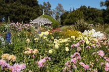 Gamble gardens, Palo Alto, California, USA. - Photo #4442