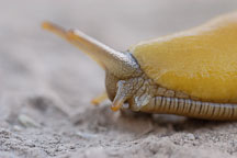 Banana slug, Ariolimax columbianus, on sand. Russian Ridge Open Space Preserve. California, USA. - Photo #4343