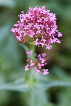 Centranthus ruber. Red valerian. - Photo #2143