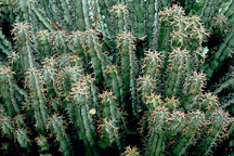 Euphorbia coerulescens. - Photo #644