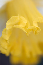 Narcissus 'Las Vegas', Daffodil. - Photo #3044
