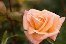 Rose, Folksinger. - Photo #12244