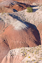 Bush growing in the Painted Desert. Petrified Forest NP, Arizona. - Photo #18045