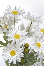 Flower book by Peng-Peng Wang - Photo #2245