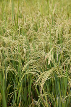 Rice field. Punakha Valley, Bhutan. - Photo #23345