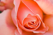 Rose, Mari Dot. - Photo #12145