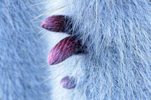 Close-up of buds growing on Cleistocactus strausii. - Photo #746