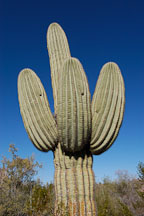 Saguaro Cactus, Cereus giganteus - Photo #5346