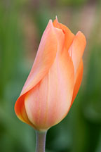 Tulip 'Perestroyka', Tulipa - Photo #2946