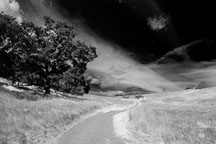Path at Arastradero preserve. Palo Alto, California, USA. - Photo #4547