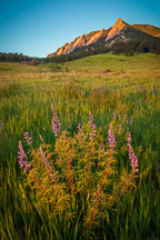 Silver Lupine. Chautauqua Park Meadow, Boulder, Coorado. - Photo #33147