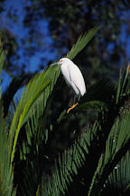 Snowy Egret, Egretta thula. Palo Alto Baylands Nature Preserve, California, USA. - Photo #947