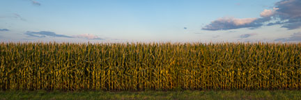 Panorama of corn field. Nevada, Iowa. - Photo #33048