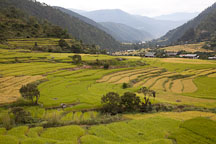 Rice terraces in the Punakha Valley, Bhutan. - Photo #23348