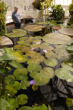 Water lilies at the Conservatory of Flowers. San Francisco, California, USA. - Photo #3549