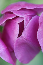 Tulip 'Negrita', Tulipa. - photos & pictures - ID #3026