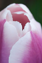 Tulip 'Ollioules', Tulipa. - photos & pictures - ID #3040