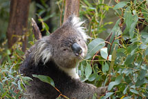 Koala. Phascolarctos cinereus - Photo #1605