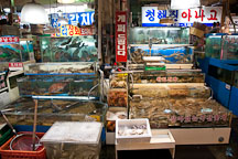 Live seafood displayed in tanks. Noryangjin Fish Market, Seoul. - Photo #21205