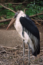 Marabou Stork. Leptoptilos crumeniferus. - Photo #605