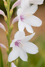 Watsonia pyramidata. - Photo #3305