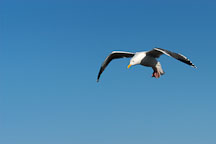 Western gull in flight, Larus occidentalis. Monterey, California, USA. - Photo #5105