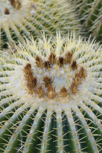 Golden Barrel Cactus. Echinocactus grusonii. - Photo #5250