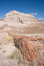 Petrified tree and badland hill. Petrified Forest, Arizona. - Photo #17950