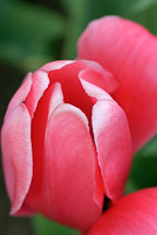 Tulip 'Menton', Tulipa. - Photo #2950