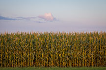 Corn field, Iowa. - Photo #33051