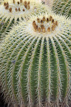 Golden Barrel Cactus. Echinocactus grusonii. - Photo #5251
