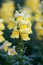 Sonnet Yellow Snapdragon, Antirrhinum majus. - Photo #2052