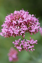 Centranthus ruber. Red valerian. - Photo #3753