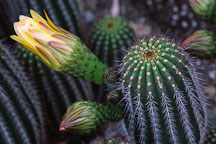 Flowering cactus. - Photo #1253
