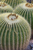 Pictures of Echinocactus