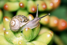 Brown garden snail on sedum rubrotinctum. Helix aspersa. - Photo #654