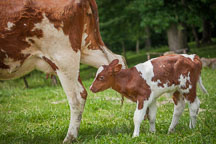 Newborn calf. - Photo #32954