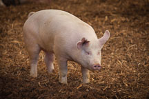 Pictures of Hog Farming