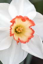 Narcissus 'Audubon', Daffodil. - Photo #3055