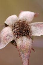 Rose hips. - Photo #5655