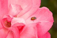 Rose, Tom Tom. - Photo #12355