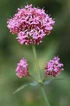 Pictures of Centranthus ruber, Red valerian