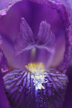 Purple Iris (rhizomatous and bearded). - Photo #2356