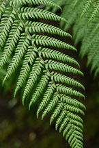 Ferns. Monteverde, Costa Rica. - Photo #14256
