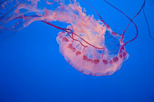 Purple-striped jellyfish, Chrysaora colorata. - Photo #28856
