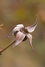Rose hips. - Photo #5656