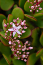 Jade Plant. Crassula ovata. - Photo #5156