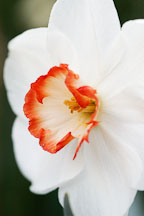Narcissus 'Audubon', Daffodil. - Photo #3057